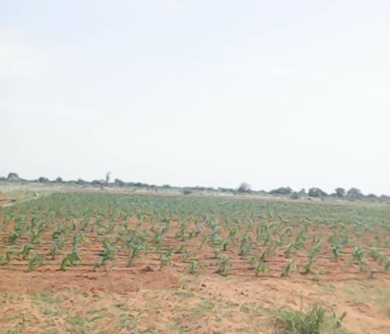 Fresh Dairy Products